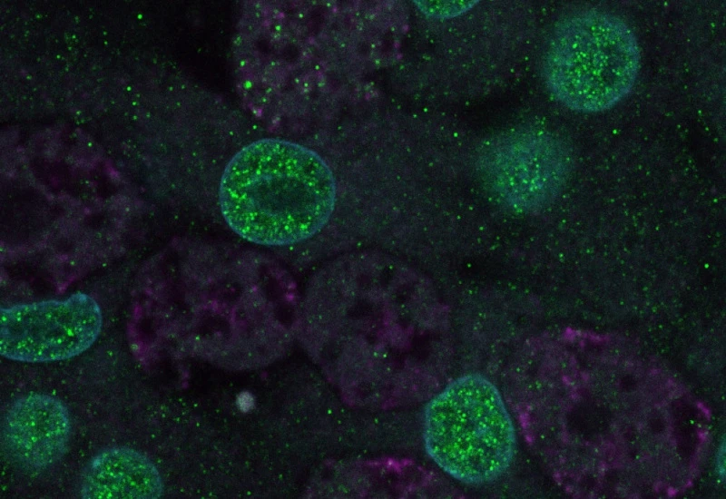 Dynamic Content Image